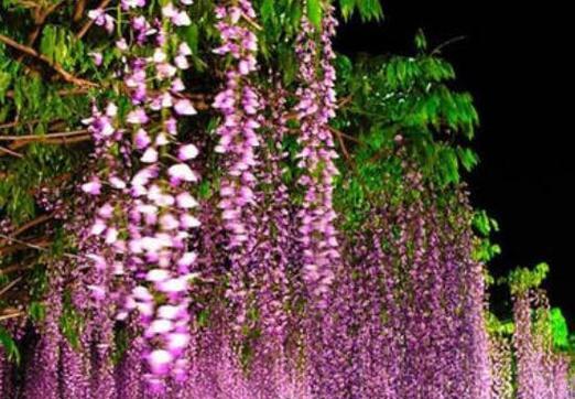 紫藤花的花语和香味