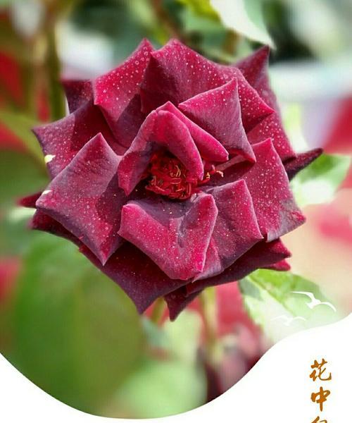 紫月季花语，与你分享花开的秘密（深入探索紫月季花语的奥秘）