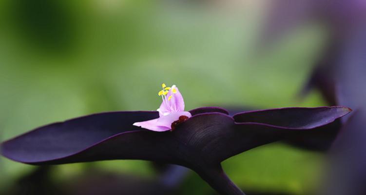 紫竹梅花（探索紫竹梅花的深层含义与美学价值）