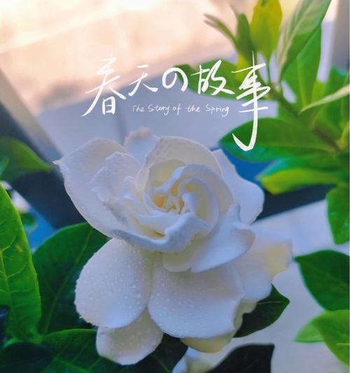 栀子花（夏日清香）