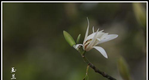 白兰花的花语及其意义（揭开白兰花的神秘面纱）