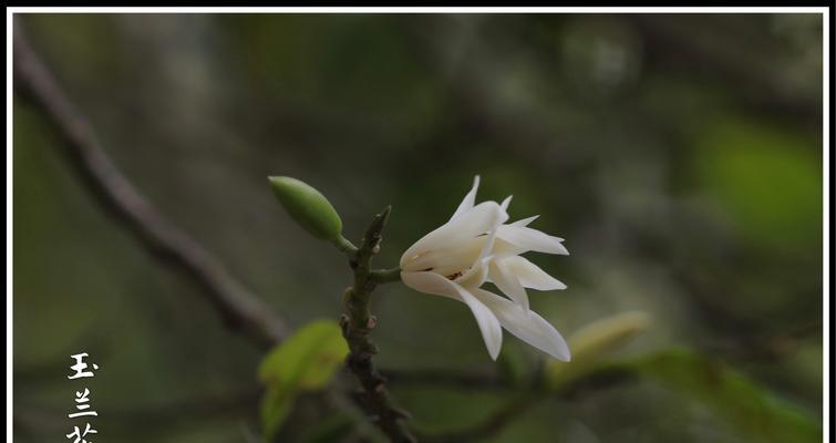 白兰花的花语及其意义（揭开白兰花的神秘面纱）