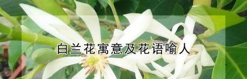 白兰花（揭开白兰花的寓意和花语）