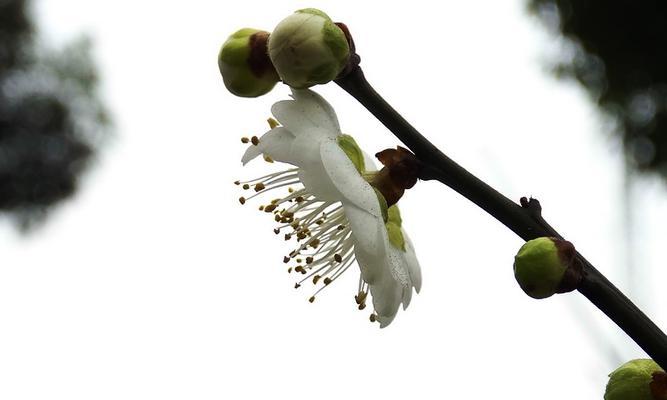 白梅花的花语和美丽传说（寒冬中的希望与坚韧）