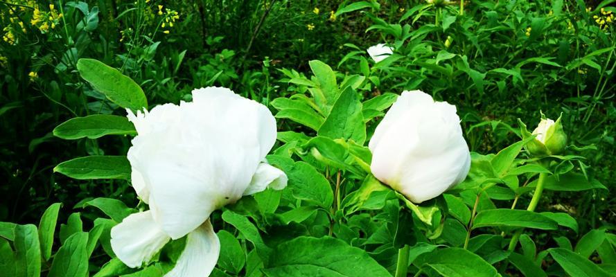 白芍花的花语和传说（传承千年的花朵之谜与美丽传说）