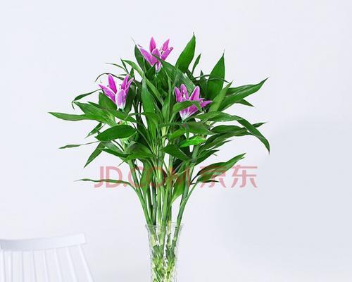 百合花与富贵竹的搭配意义（祥瑞与福气的结合）