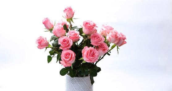 戴安娜玫瑰花语的魅力（传递爱意和祝福的花朵）