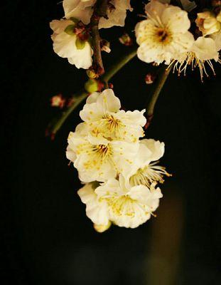 冬日的梅花之美（梅花的坚韧与希望）