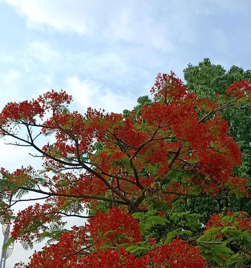 凤凰花的代表意义与象征（探寻凤凰花的寓意与文化象征）