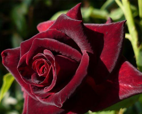 黑玫瑰的寓意与象征之旅（探寻黑玫瑰背后的深刻内涵）