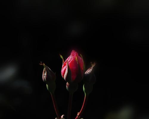 神秘的黑色花朵（黑色花卉的种类）