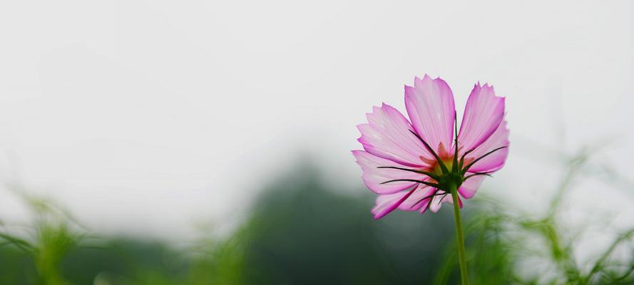 花语的奇妙世界——用花言传递无尽情感（花开花落）