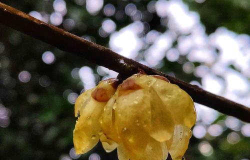 腊梅花的含义与象征（解读腊梅花的花语与文化底蕴）