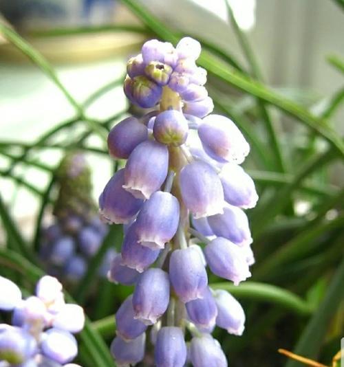 风信子的花语——神秘的蓝紫之花（探寻风信子的花语之谜）