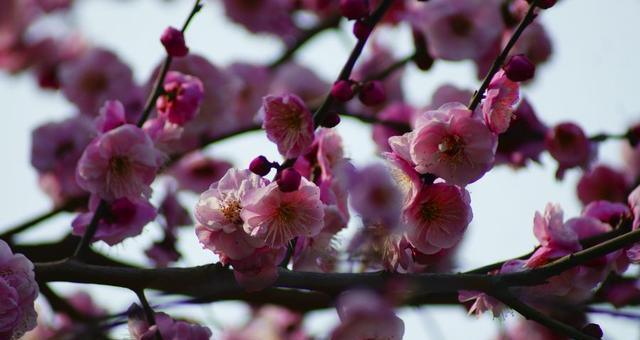 寓意中的兰花与竹子和冬梅（花中贵气）