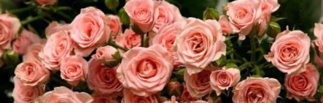 玫瑰花的花语传递爱与情感（探索玫瑰花的花语意义）