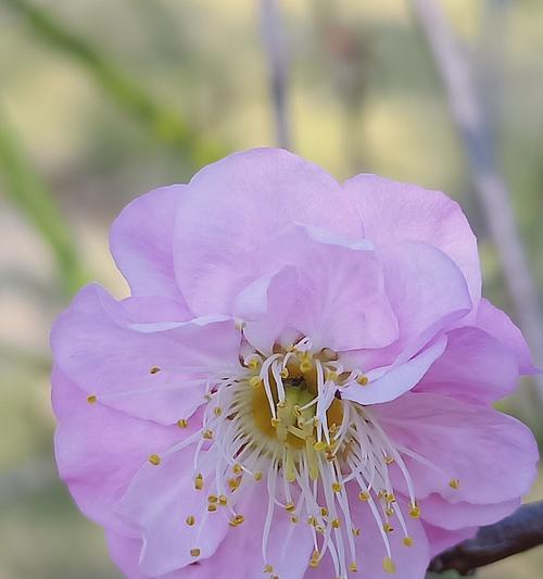 梅花与吉祥相伴（以梅花为主角的吉祥文化传承）