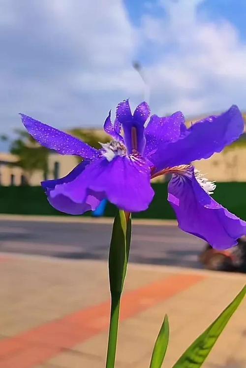 花朵意义丰富多彩（每一朵都有独特的象征意义）