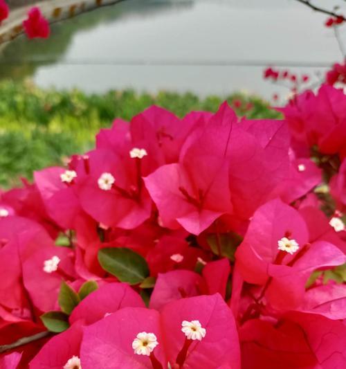 三角梅的花语与美丽绽放（传递爱与希望的花朵——三角梅）