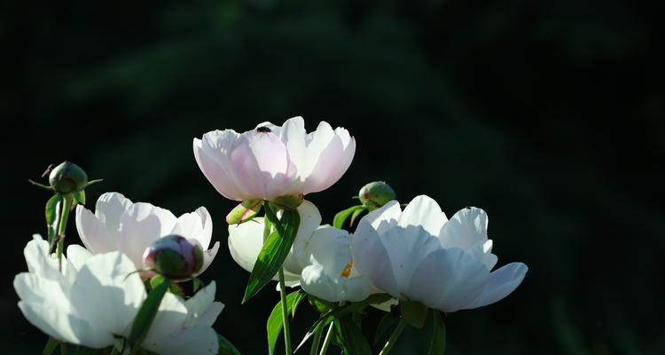 芍药花的花语与寓意（探索芍药花的象征意义）