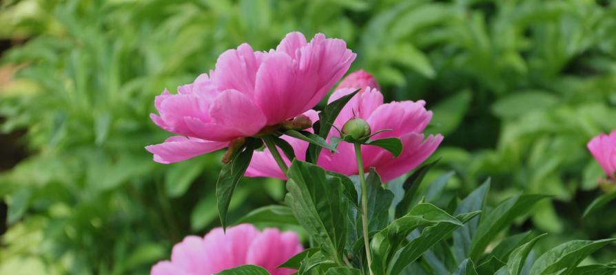 芍药花的花语与寓意（探索芍药花的象征意义）