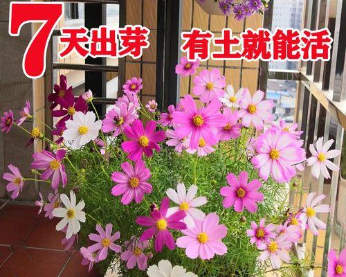 矮杆波斯菊的花语（关爱）