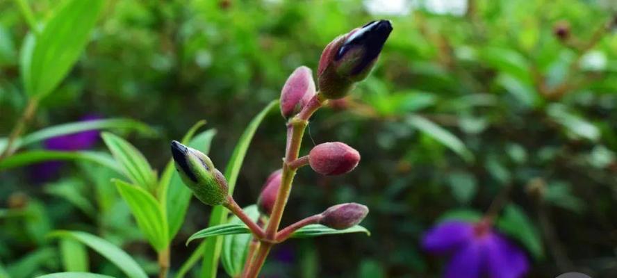 以巴西野牡丹传递的花语与寓意（巴西野牡丹）