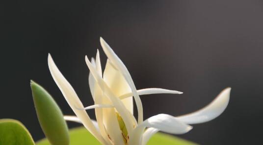 探究白兰花的花语之谜（白兰花的神秘花语及其象征意义解读）
