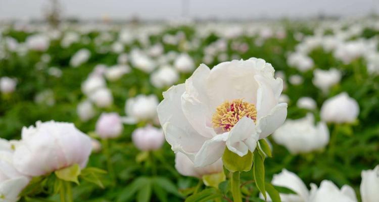 白牡丹红牡丹之美（花开花落）