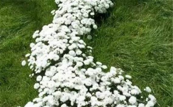 白色翠菊（以花语传递美好的寓意）