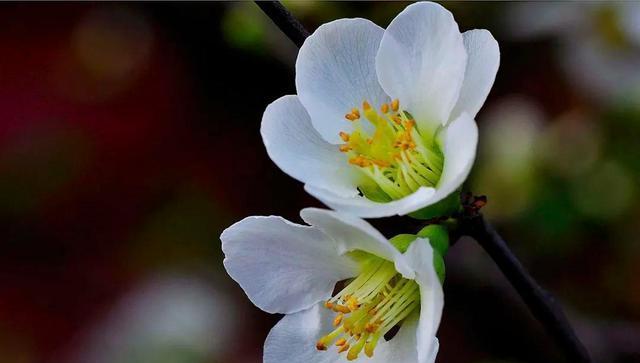 白色海棠花语-清新、纯洁、坚韧（白色海棠花语的传统意义与当代诠释）