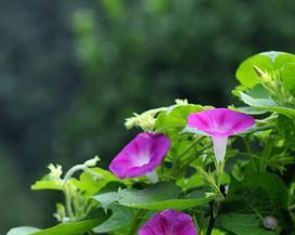 白色牵牛花的花语（寓意纯洁和真爱的白色牵牛花）