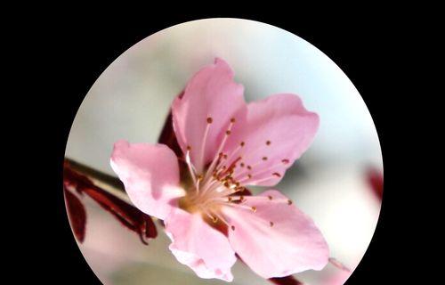 白色桃花的花语——寄托清新与纯洁的爱情（用白色桃花传达美丽浪漫的情感）
