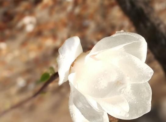 白色玉兰花的美丽与意义（探索玉兰花的花语与象征意义）