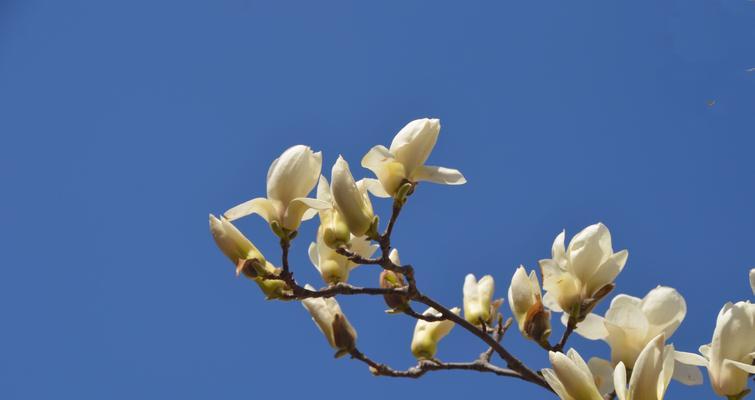白玉兰花的象征意义及文化价值（白玉兰花）