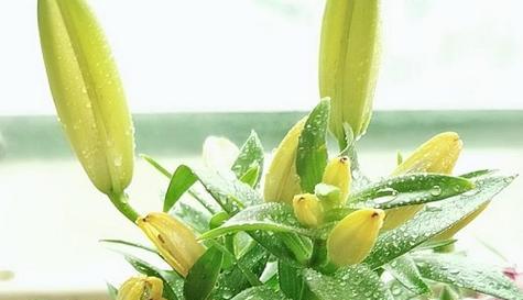百合花长势解析——探寻花卉生长的奥秘（从根系到叶片）