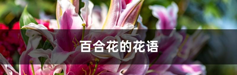 百合花花语传说的美丽之谜（揭开百合花的心灵密码）