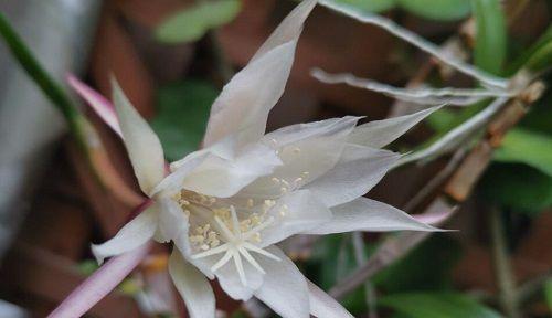 昙花之意——不同种类昙花的含义探析（透过昙花品种）
