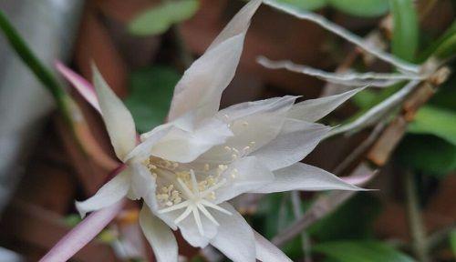 昙花之意——不同种类昙花的含义探析（透过昙花品种）