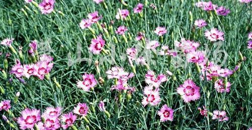 常夏石竹花语（探索常夏石竹花的花语与象征意义）