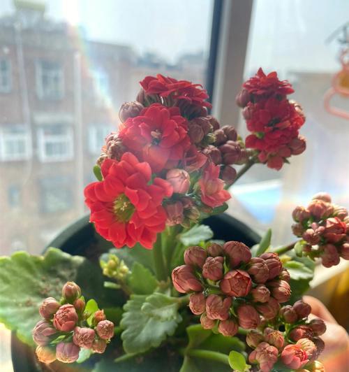 长寿花的丰富色彩与寓意（探寻长寿花各色花朵的意义与象征）