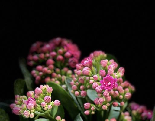 长寿花的花语与寓意（揭示长寿花的15种花语）