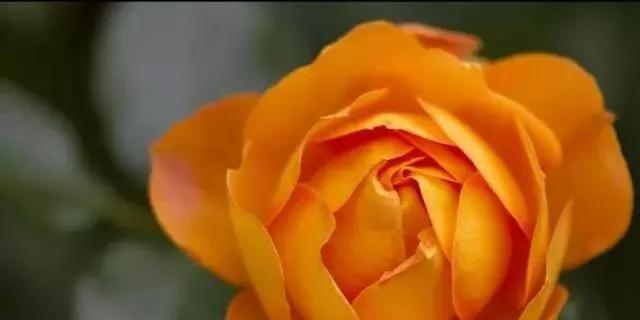 橙玫瑰之恋（探寻橙玫瑰的花语之美）