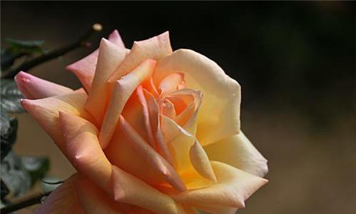 橙玫瑰之恋（探寻橙玫瑰的花语之美）
