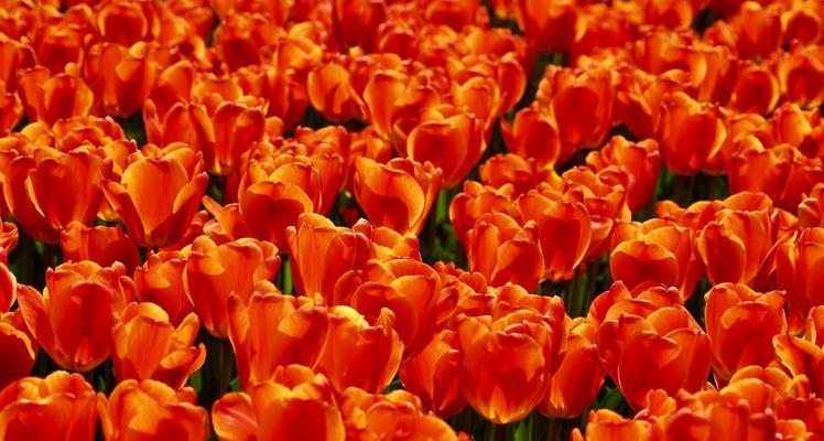 橙色菊花的花语-传递幸福与热情的象征（花语解读橙色菊花的含义与寓意）