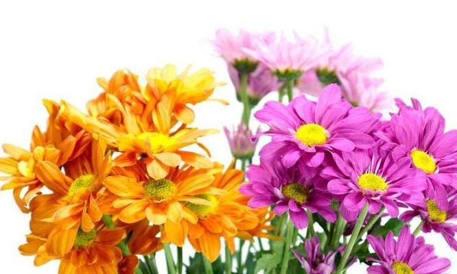 橙色菊花的花语-传递幸福与热情的象征（花语解读橙色菊花的含义与寓意）