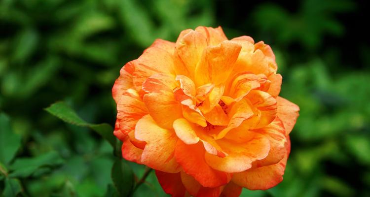 橙色玫瑰之花语（橙色玫瑰盛开于爱的温床）