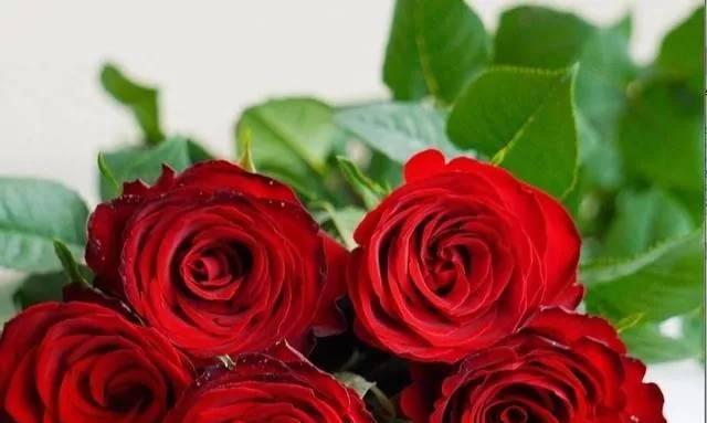 大桃红玫瑰的花语与魅力（传递爱与热情的桃红玫瑰）