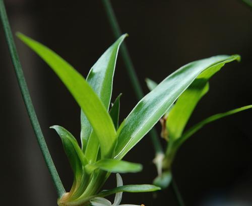 吊兰的花语与寓意（探寻吊兰的深层意义）