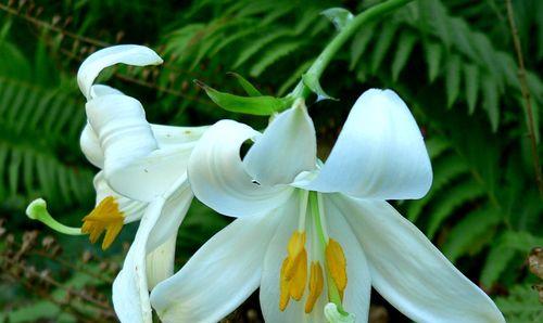 蝶花百合花语的深刻含义（探索蝶花百合花语的起源和传承）